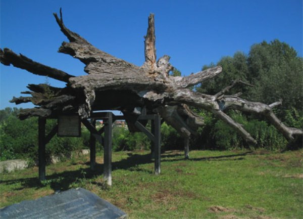 Topola užasa
