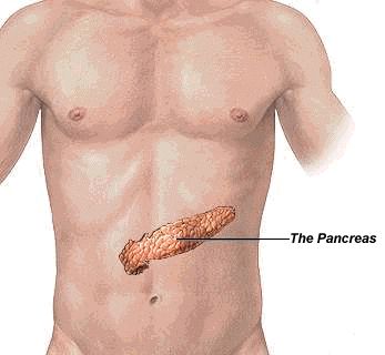 pankreas1