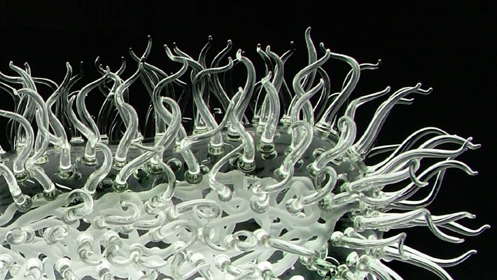 E. coli