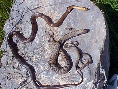 Poskok