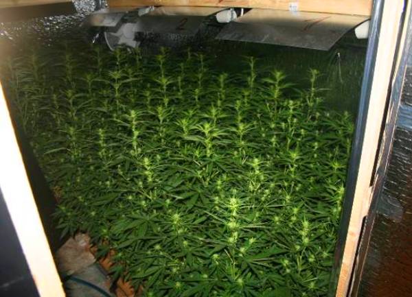 stan marihuana2