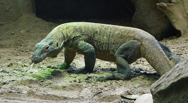 varan 