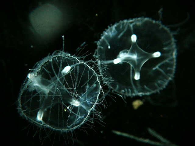 Meduze
