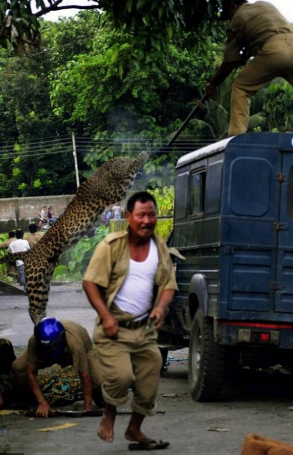 leopard u napadu