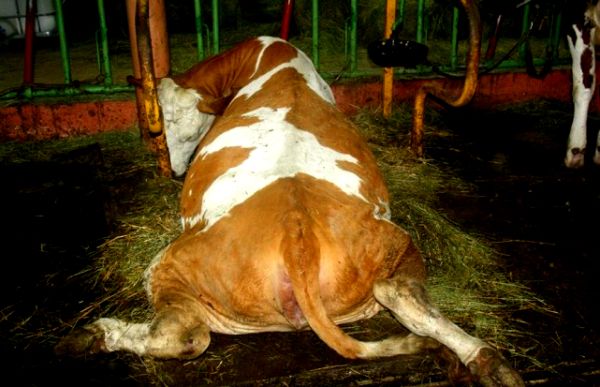Problem je nastao kada je Zijad Reiz, vlasnik farme, zbog kriminalnih radnji pobjegao u Norve&scaron;ku, ostaviv&scaron;i životinje bez nadzora; foto: Nezavisne.com
