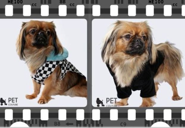 Pet Couture revija Pet Couture revija