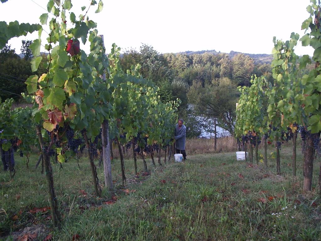 vinograd vinograd