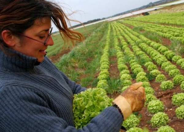 salata branje salata branje