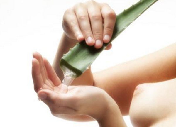 aloe vera