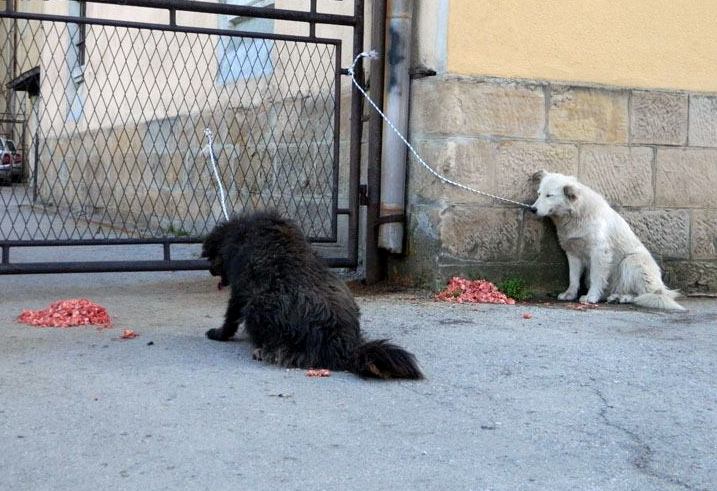 Građani Visokog zavezali pse lutalice za zgradu Općine Građani Visokog zavezali pse lutalice za zgradu Općine