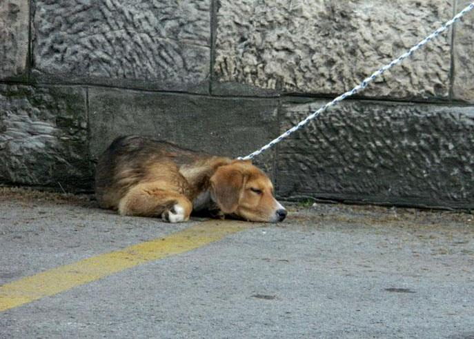 Građani Visokog zavezali pse lutalice za zgradu Općine Građani Visokog zavezali pse lutalice za zgradu Općine