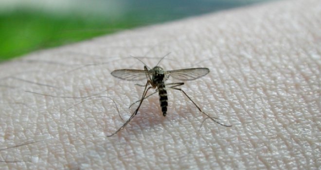 Sve veći rizik u Evropi od bolesti koje prenose komarci