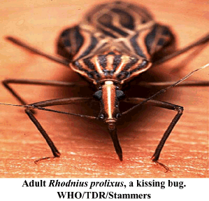Chagas Disease Chagas Disease