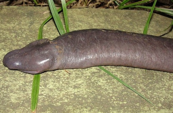 slijepa zmija