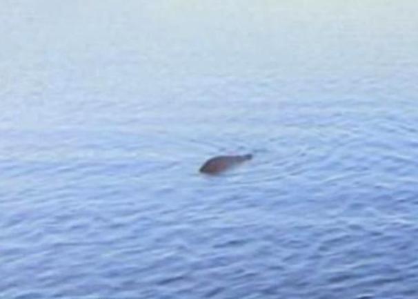 Nessie nasl