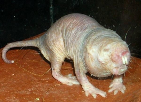 africki stakor