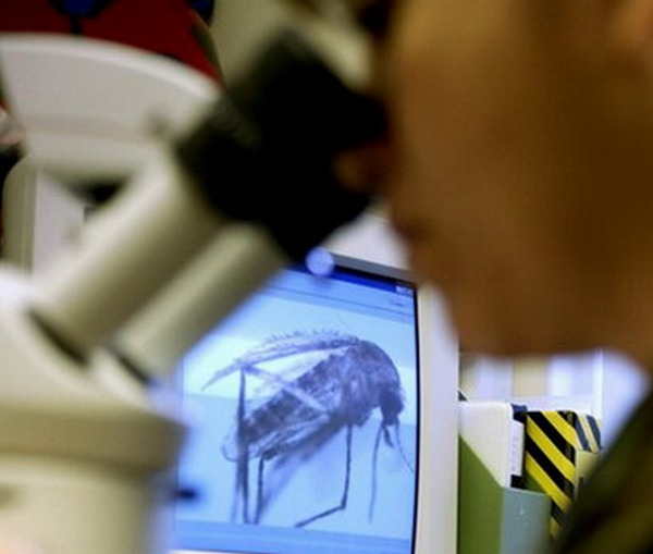 Virus Zapadnog Nila - Srbija Virus Zapadnog Nila - Srbija