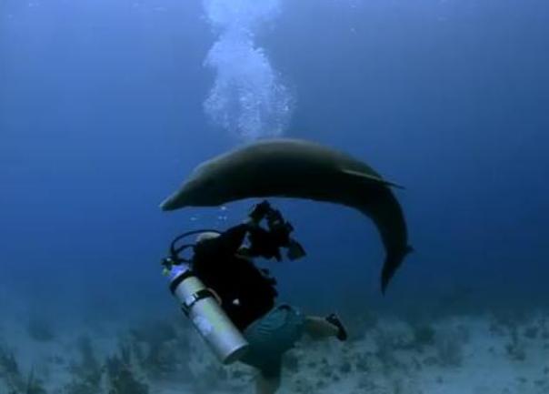 delfin i ronioc