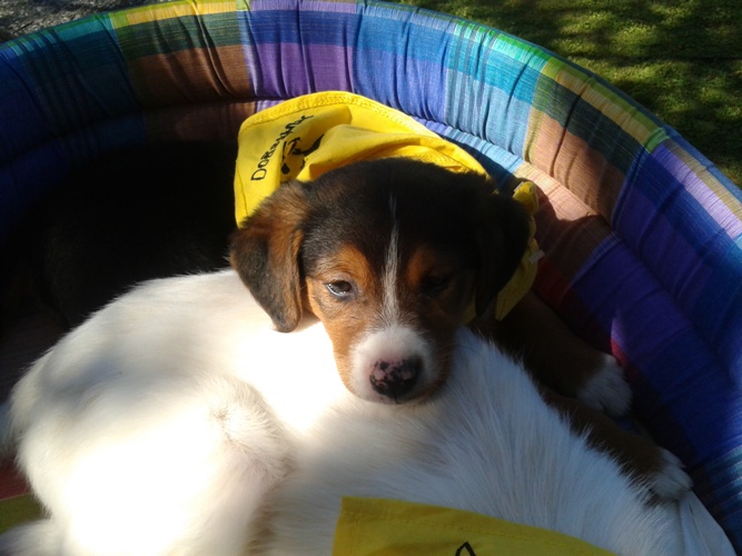 Predstavljanje projekta DogsTrust Predstavljanje projekta DogsTrust