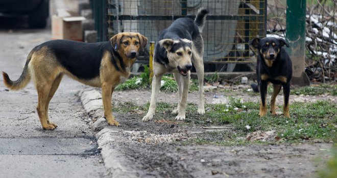 Porastao broj ujeda pasa na području Kantona Sarajevo