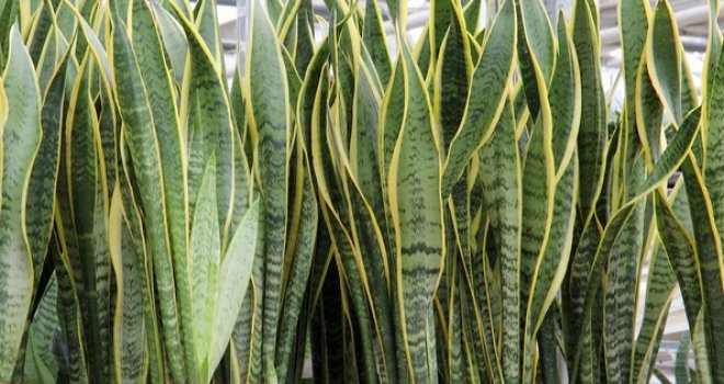 Savršena zamjena: Ova biljka može vam pomoći da snizite temperaturu u stanu, ako nemate klimu