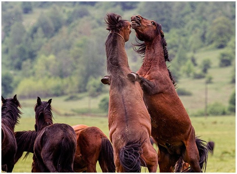 foto-mehmed-skopljak-1