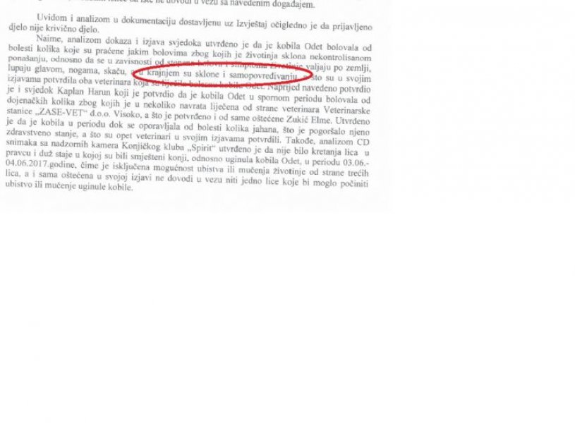 amir-zukic-konj-samoubistvo