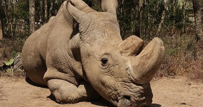 Ubili smo ih sve: Uginuo zadnji mužjak sjevernog bijelog nosoroga na svijetu