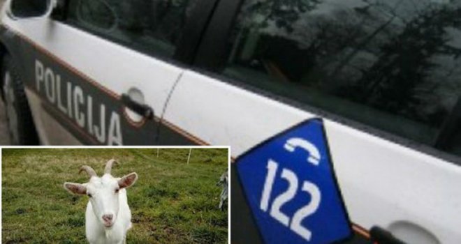 Strava kod Kladnja: Muškarac provalio u štalu i silovao kozu, mještani zgroženi