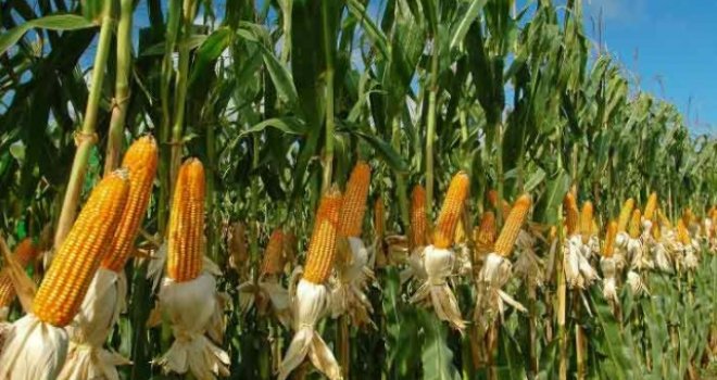 Od sada i to je moguće: Pomoć stiže iz svemira - kako se preko satelita prati rast kukuruza?!
