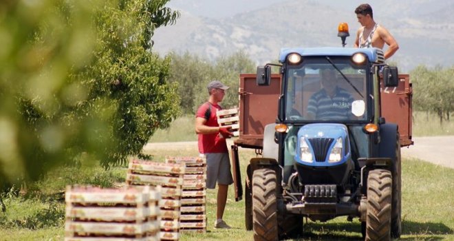 Dnevnica 30 eura: Za rad na plantažama u Crnoj Gori nedostaje 800 sezonskih radnika