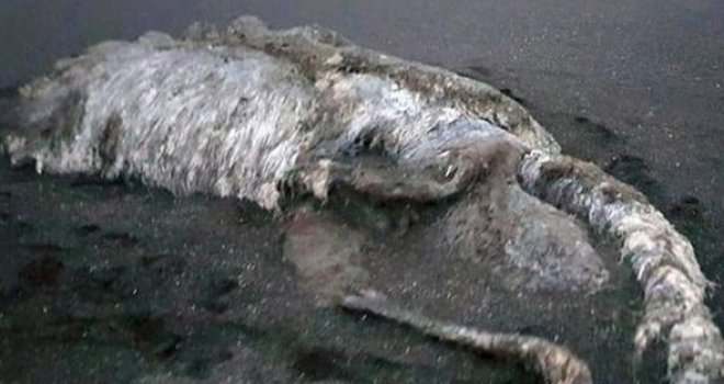 More izbacilo ogromno dlakavo čudovište bez očiju, naučnici misle da znaju što je to