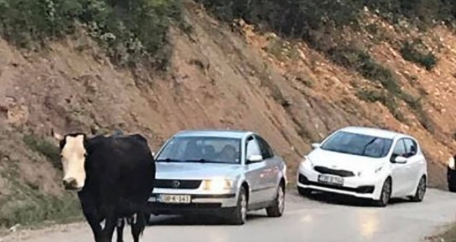 Rupe, odroni i krda krava: Magistrala užasa koja povezuje Sarajevo i Podgoricu