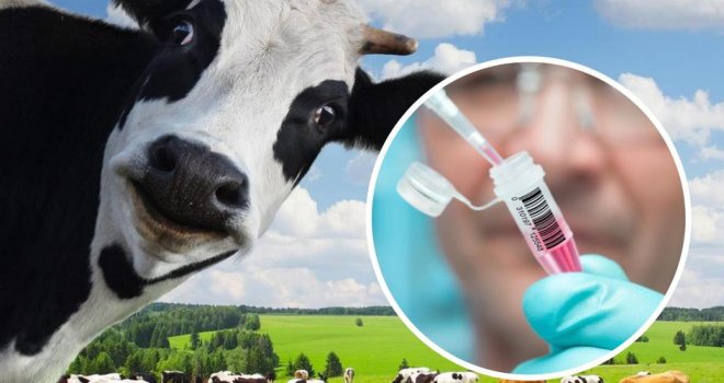 U imunološkom sistemu krava krije se mogući lijek za HIV: 'Reakcija na virus nas je izbezumila!'