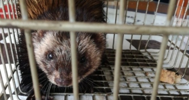 Misteriozne životinje uletjele u zamku: Dva džudžana uhvaćena u BiH, evo kako izgledaju i kako se glasaju