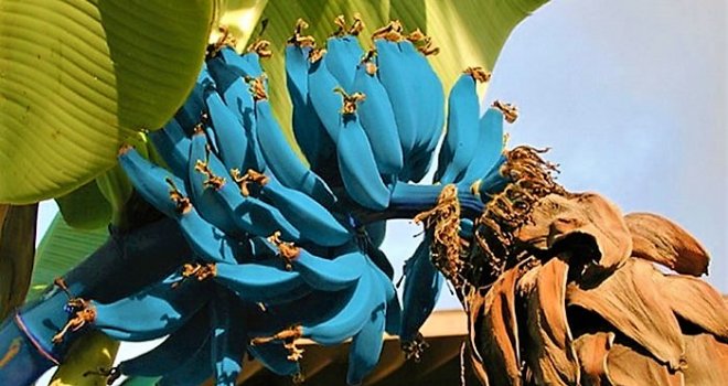 Rijetka vrsta plave banane ima okus finog sladoleda od vanilije