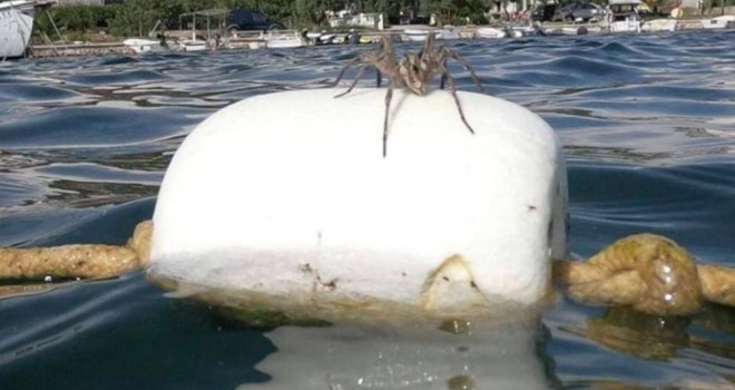 Ogroman pauk isprepadao kupače na Jadranu: 'Više u more ne ulazim, umrla bih iste sekunde da ovo vidim'