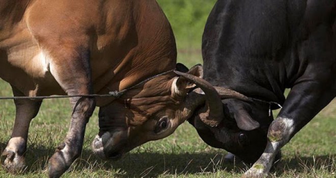  Organizovali tradicionalnu borbu bikova uprkos koroni i zabrani okupljanja