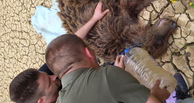 Medvjedica izvučena iz provalije, niko nije nadležan da joj pomogne - čeka se volonterski tim s Veterinarskog fakulteta