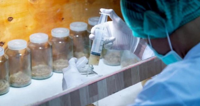 Hrvatski naučnici dokazali da kombinacija ekstrakata ljekovitih gljiva ruši širenje uznapredovaloga karcinoma