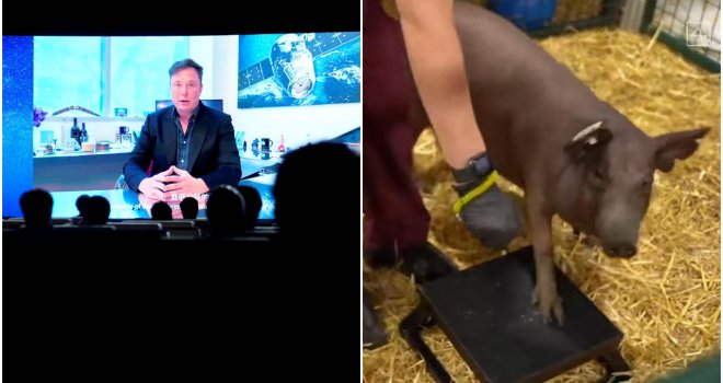 Kompanija Elona Muska ugradila čipove u mozak životinja: Upoznajte svinju Gertrude...