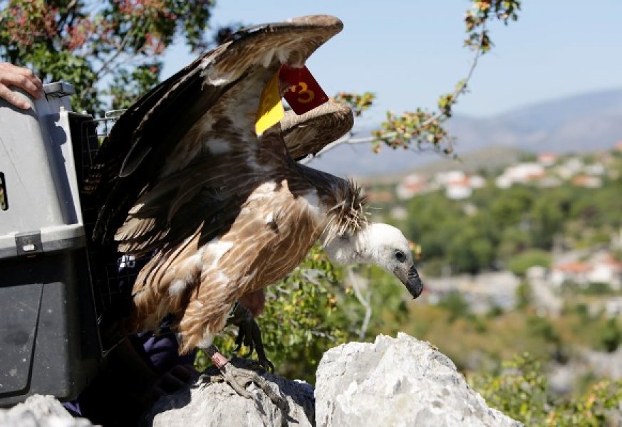 bjeloglavi-sup-luka-4