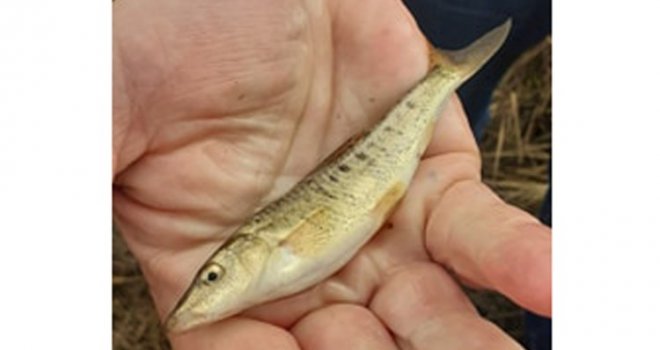 Sve manje autohtonih endemskih vrsta riba u Livanjskom polju i Buškom jezeru