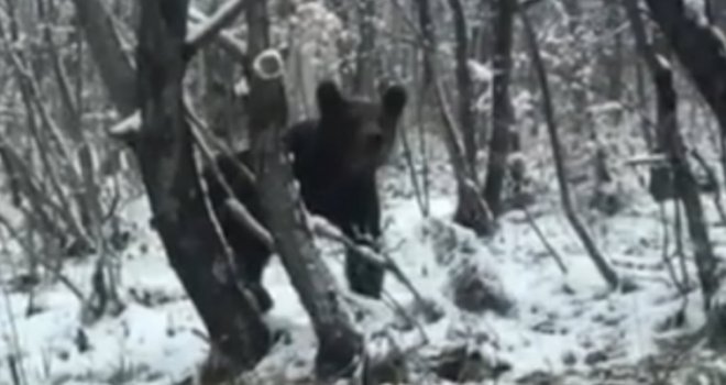 Medvjed iznenadio Sarajliju na putu prema Bjelašnici