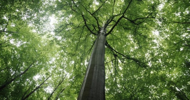UNESCO proglasio prašumu u Bosni i Hercegovini prirodnim dobrom od svjetskog značaja!