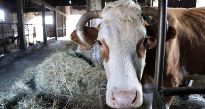 Jesu li krave zaslužile neslavnu titulu velike prijetnje okolišu? 