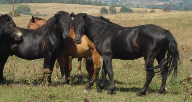 Prvi put nakon 40 godina: Obavljen direktan izvoz Bosanskog brdskog konja iz BiH u Njemačku