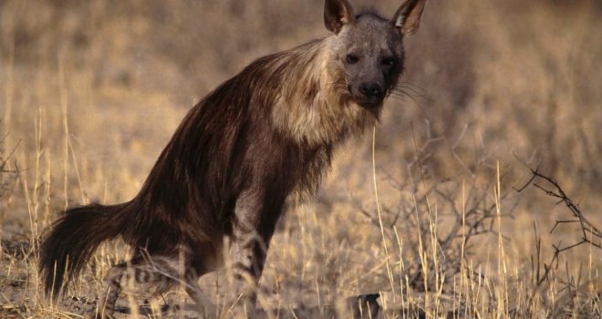 Čudo prirode: Ova je hijena naučila hodati na dvije noge, pogledajte kako to radi!