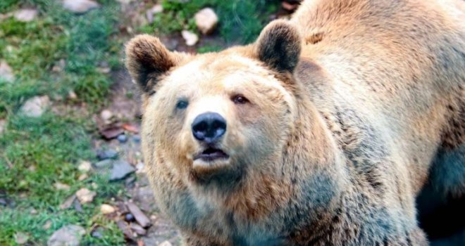 Medvjedi se probudili, traže hranu: Ako ste blizu ovog grada u BiH, pripazite