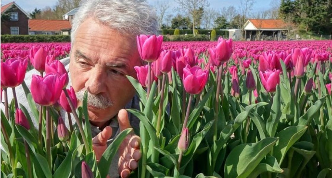 tulipani-pavle-pavlovic